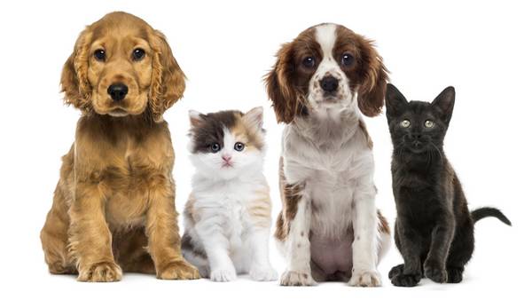 perro-gato-perros-gatos-mascotas-getty_claima20150319_0529_27