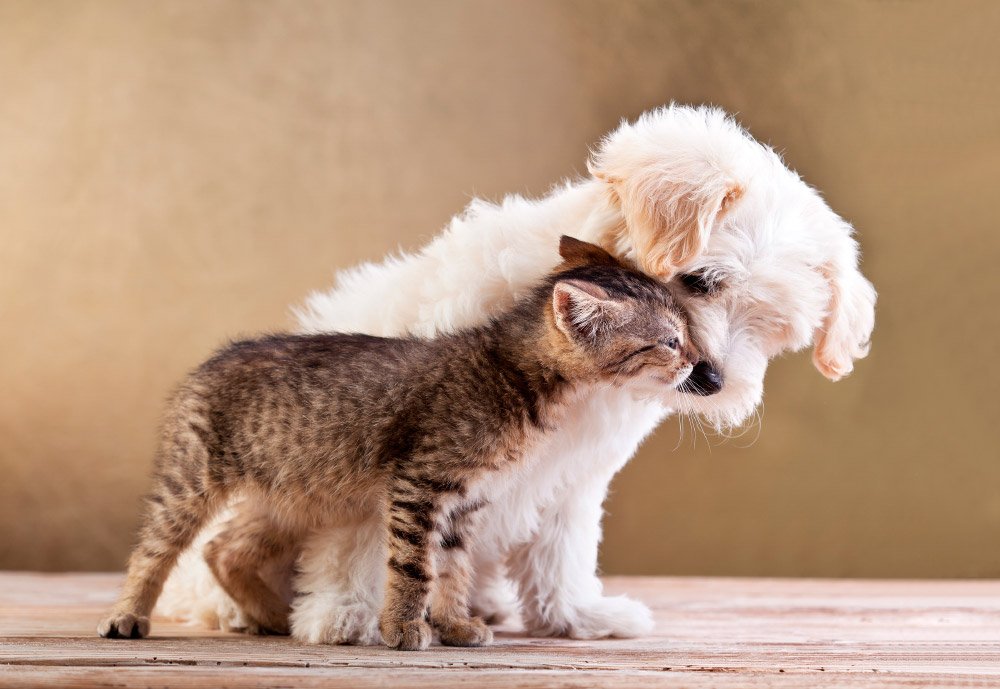 perros-gatos