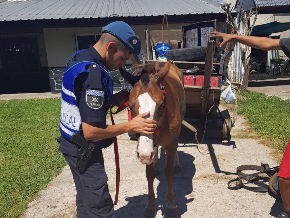 Caballos recuperados en La Plata