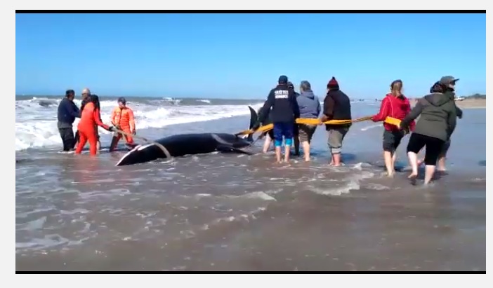 Intentan devolver las orcas al mar