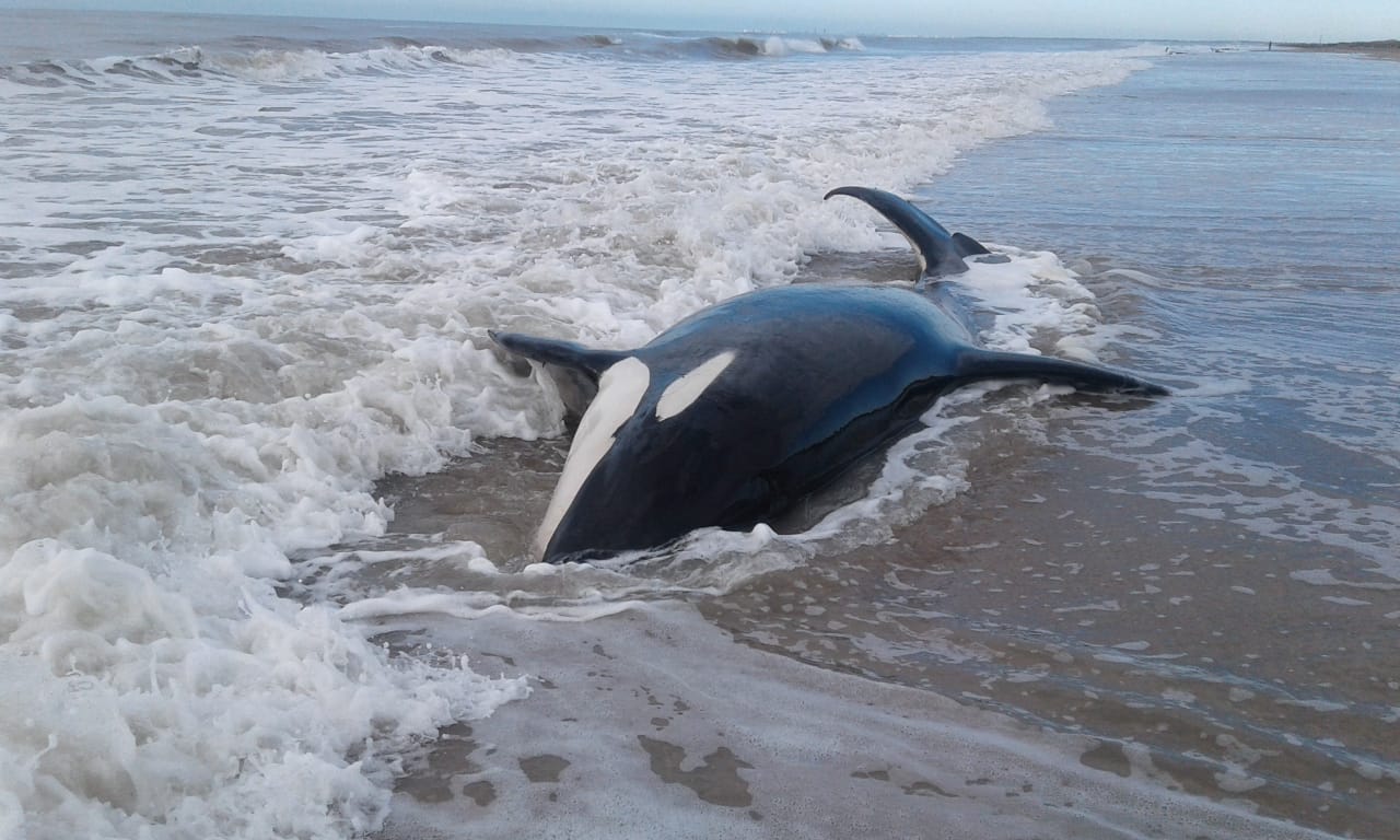 7 orcas en las playas de Mar Chiquita