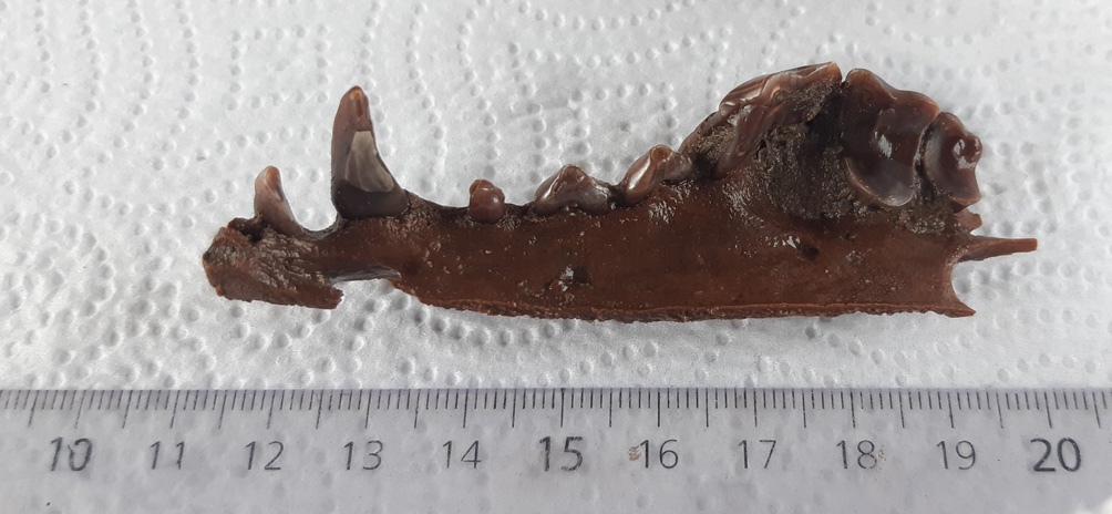Hallan restos fósiles de más de 10 mil años en Junín Hallan restos fósiles de más de 10 mil años en Junín