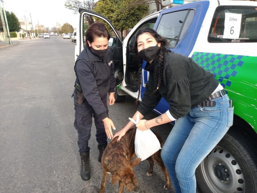 Un perro callejero de Junín apareció en un comisaría en Olavarría