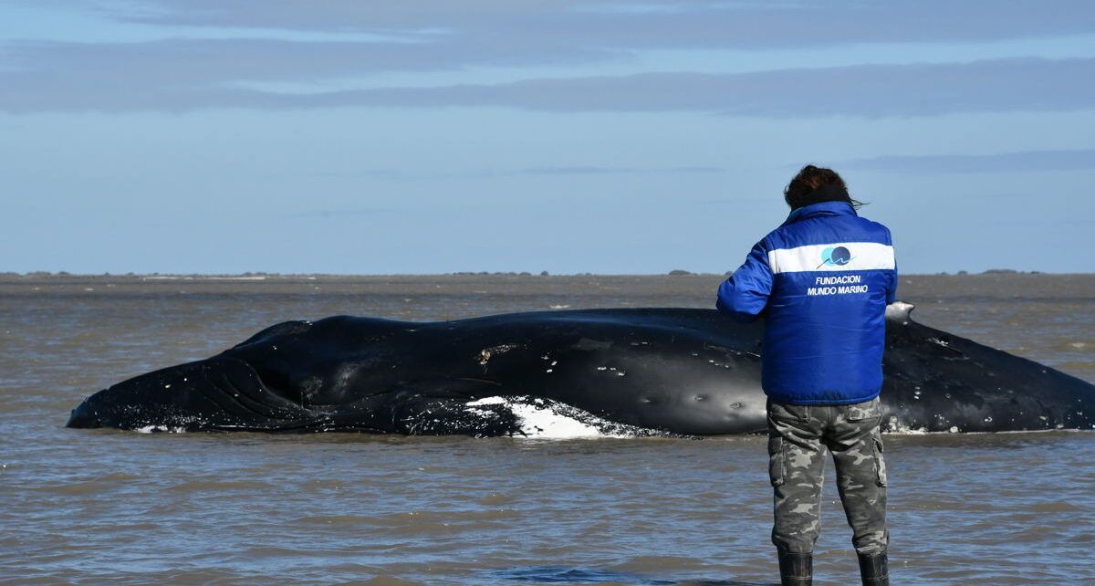 varamiento de ballenas