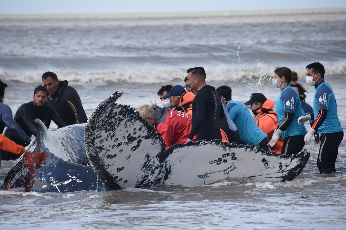 ballenas varadas costa argentina