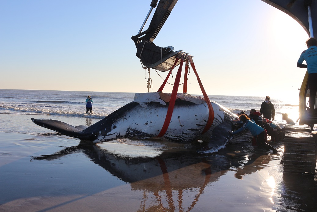 ballenas varadas costa argentina