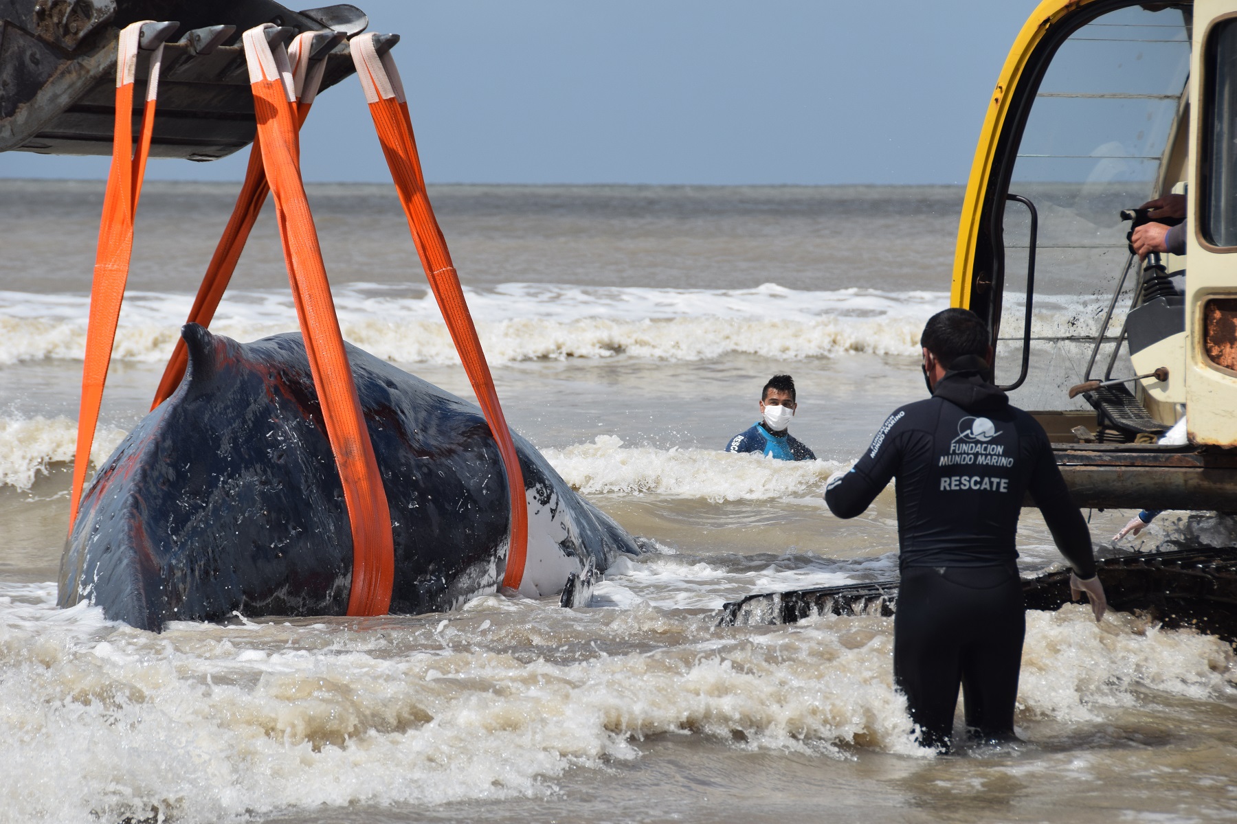 ballenas varadas costa argentina 