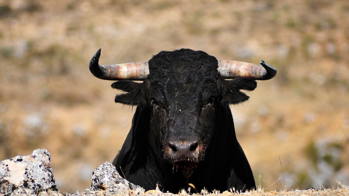 caparon toro