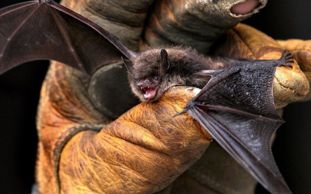 Detectaron un murciélago con rabia en Villa Gesell y refuerzan la vacunación antirrábica
