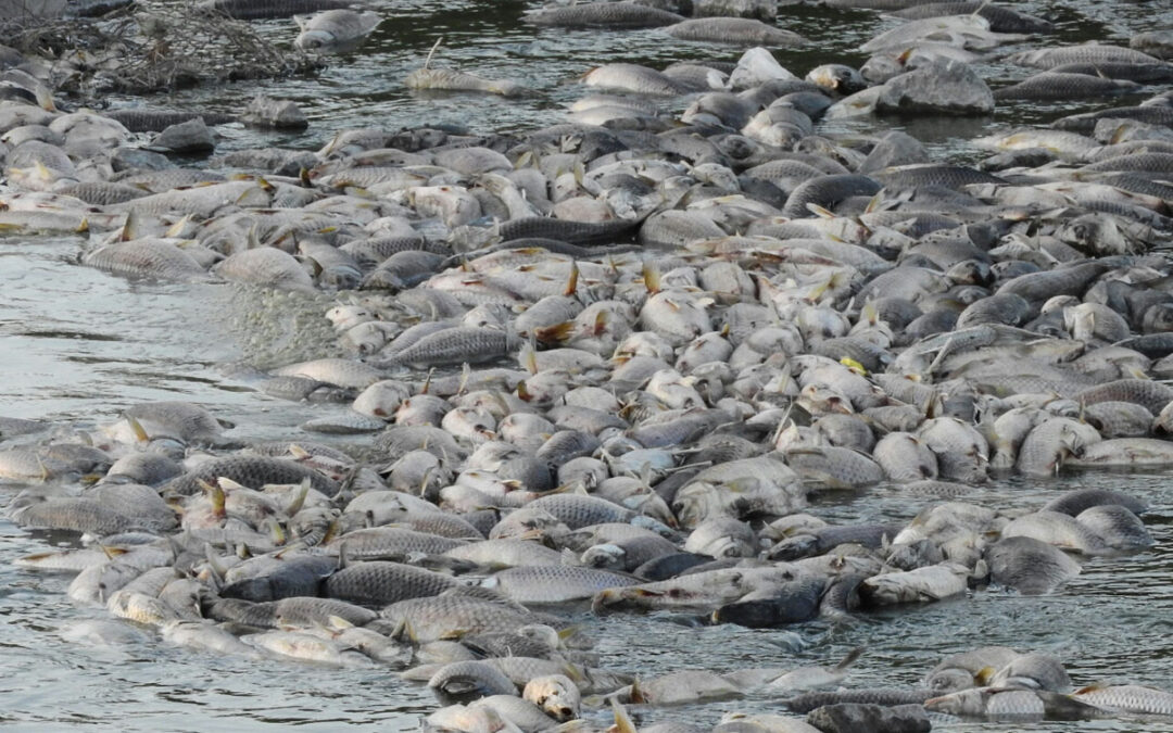 Bajo caudal, sequía y calor: mueren cientos de peces en la Laguna de Gómez de Junín