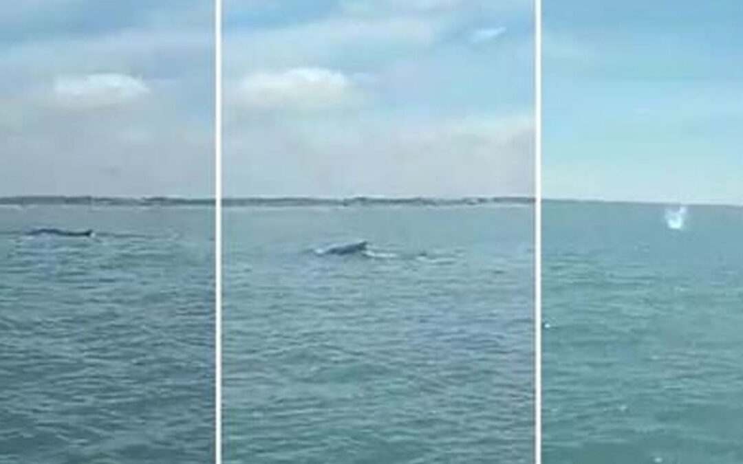 VIDEO.- Cerca de la playa: ballenas jorobadas sorprendieron a turistas en Pinamar, Cariló y Valeria del Mar
