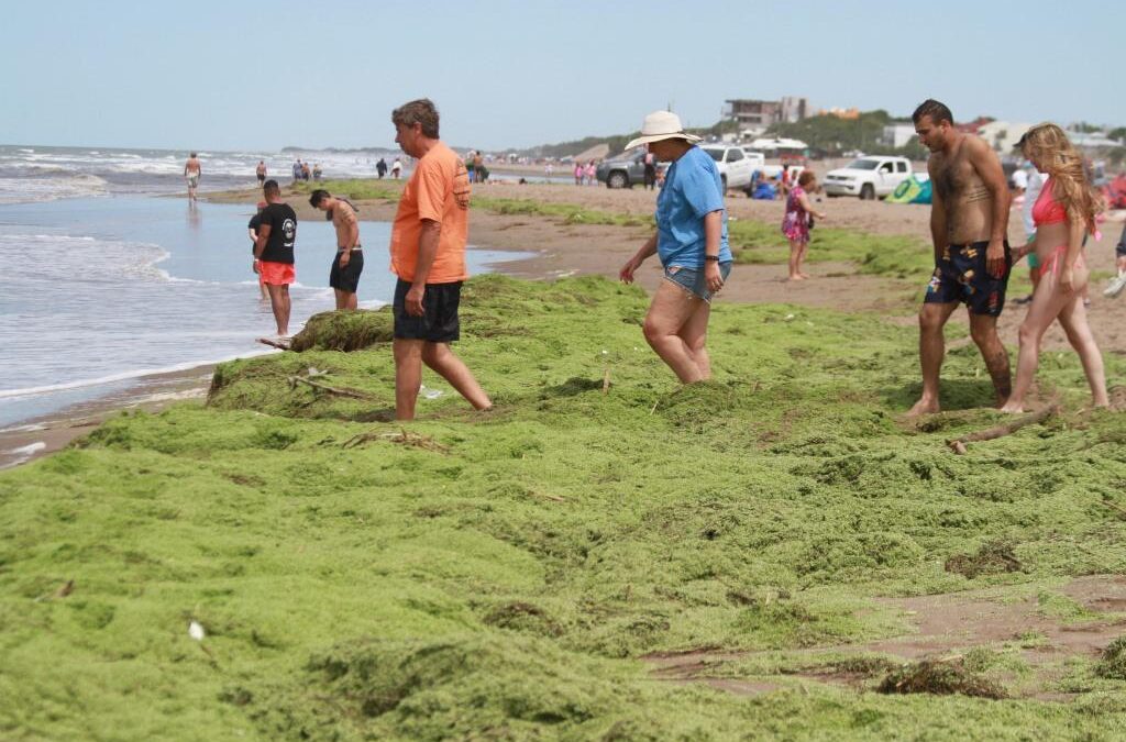 Marea verde en Claromecó: la playa amaneció repleta de “lentejas de agua”