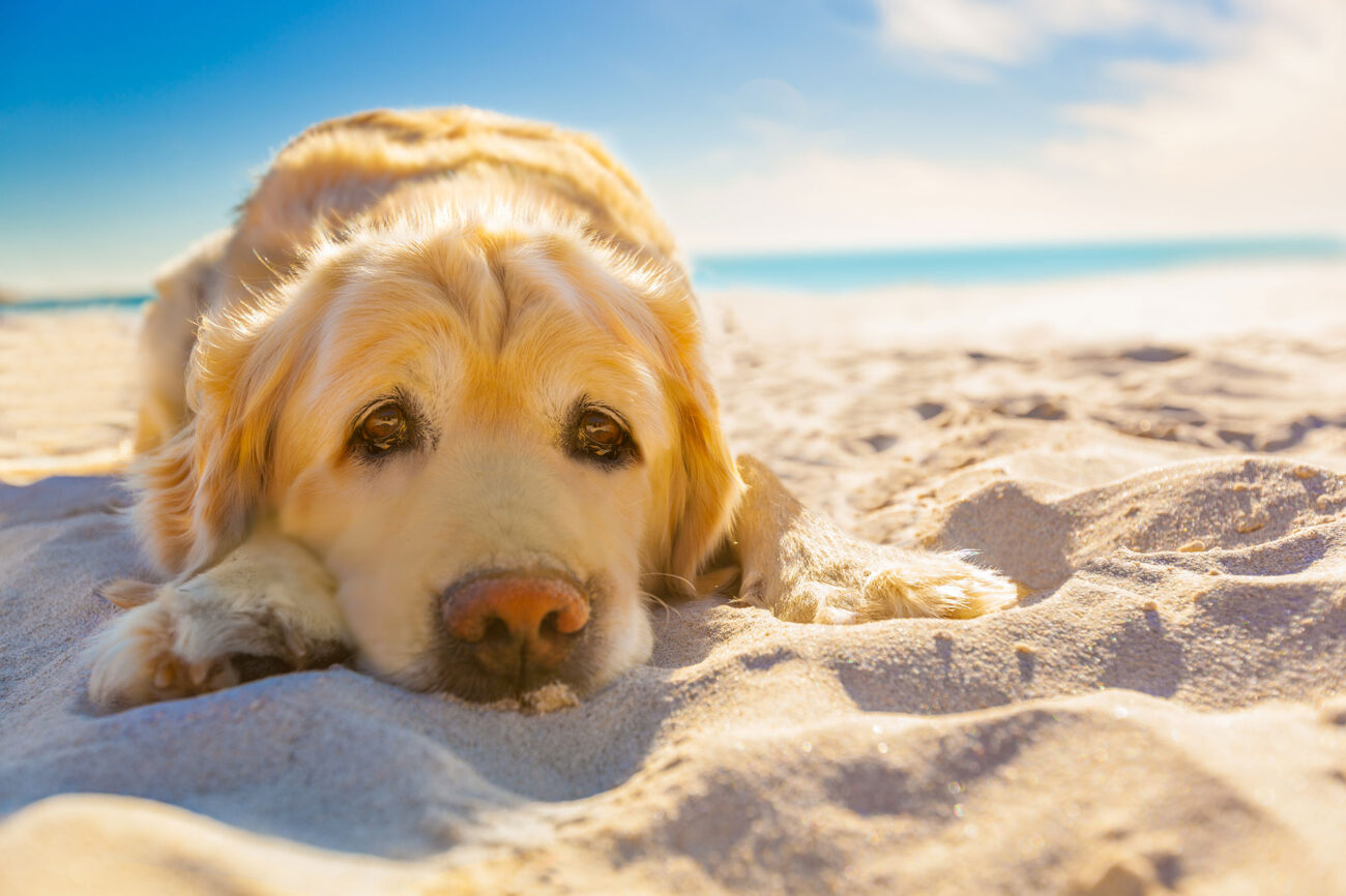 perros playa