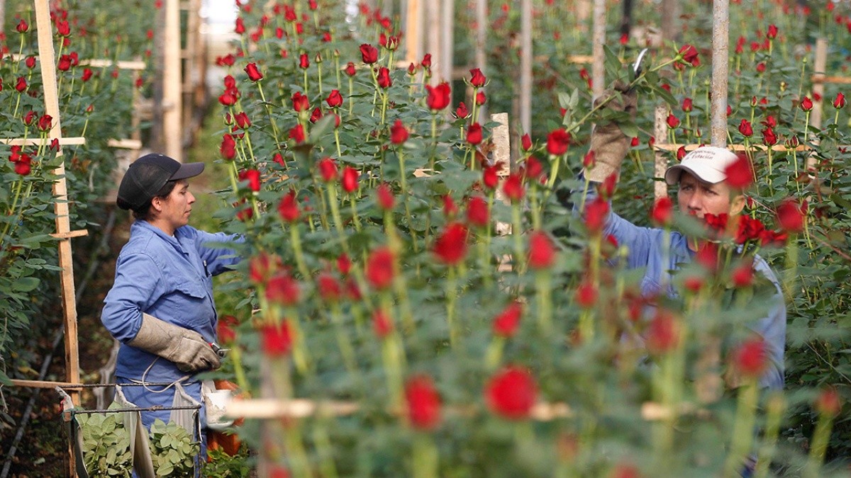 Producciones Vegetales Intensivas