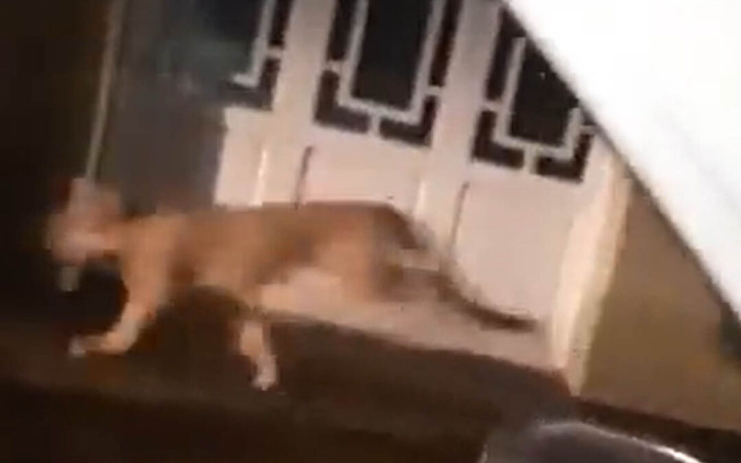 Video/ apareció un puma en el centro de Coronel Dorrego y aseguran que tenía un collar