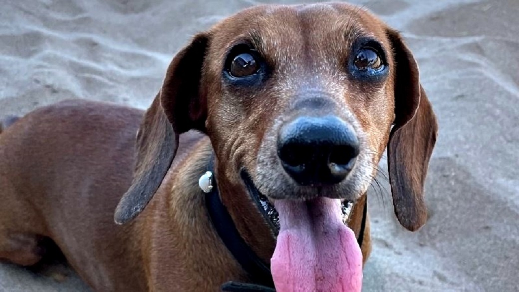 playa pet friendly