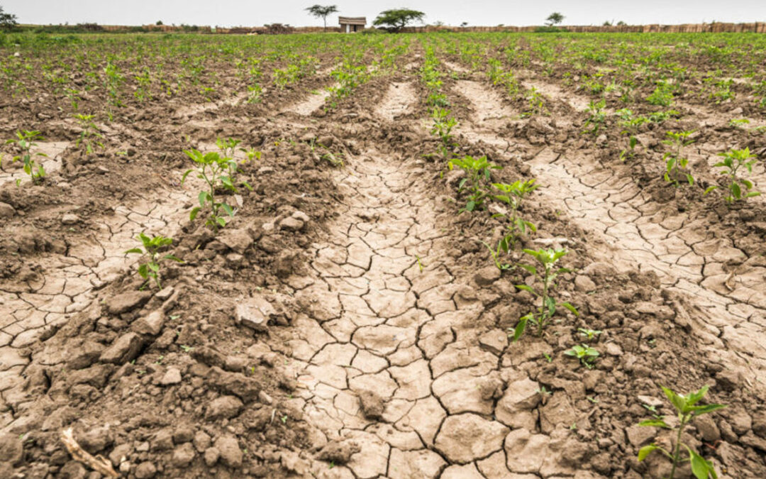 Emergencia agropecuaria: Balcarce eleva a Provincia el pedido de auxilio por la sequía