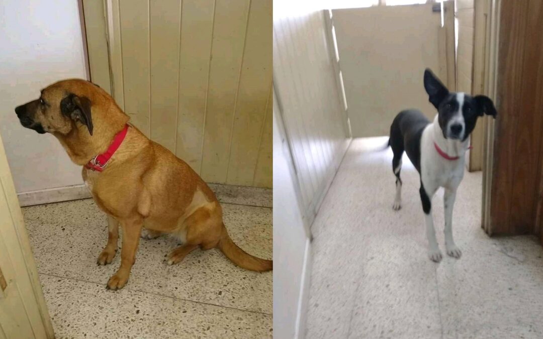 En Coronel Suárez denuncian “desaparición” masiva de perros: “Como Tota y Manija hay muchos más”