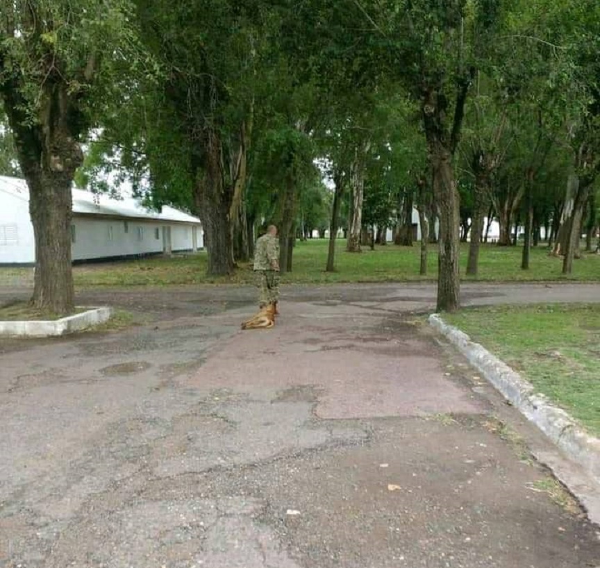 militar perro Olavarría