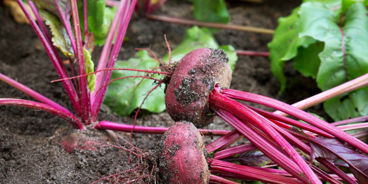 huerta otoño invierno