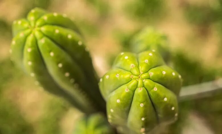 cactus san pedro