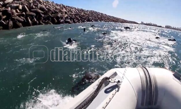 Pescadores de Necochea navegaron sobre una colonia de lobos marinos y el vídeo generó indignación
