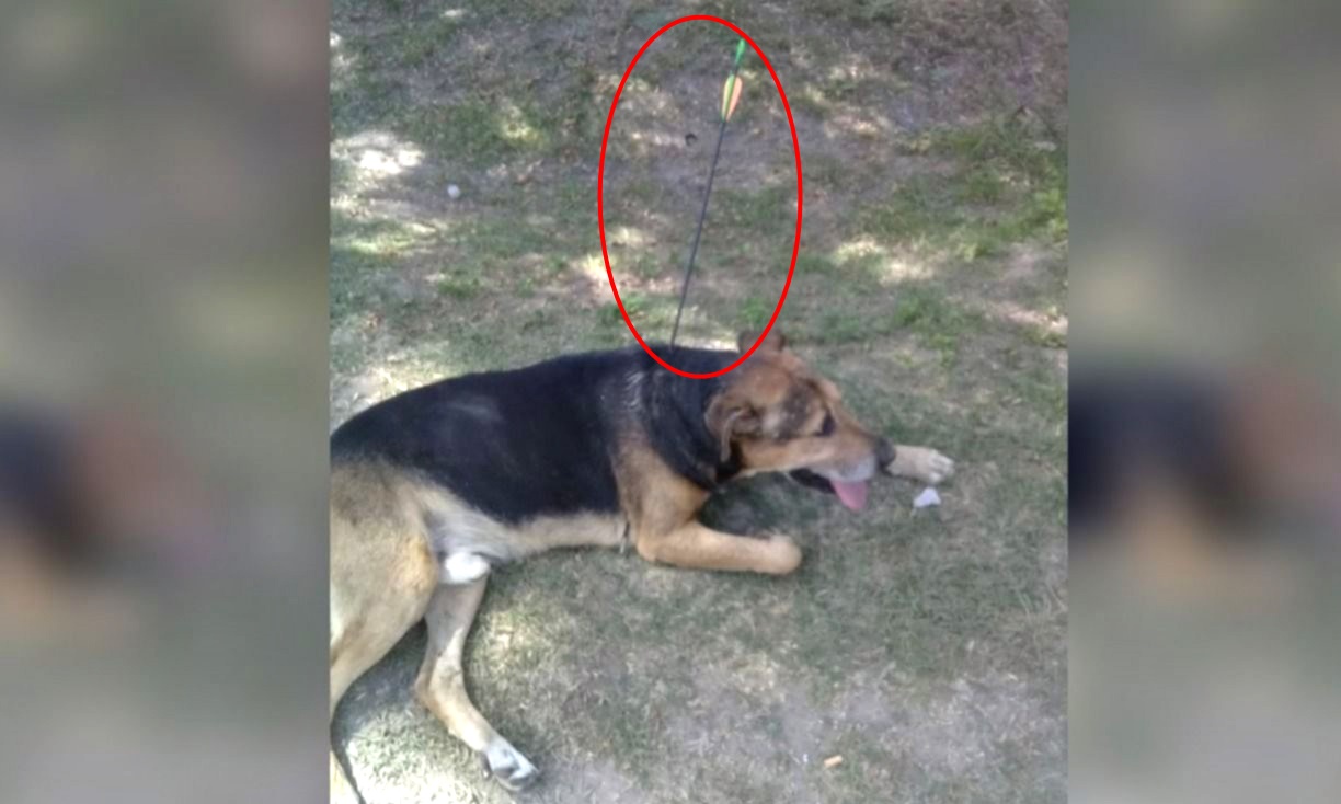 perro flecha
