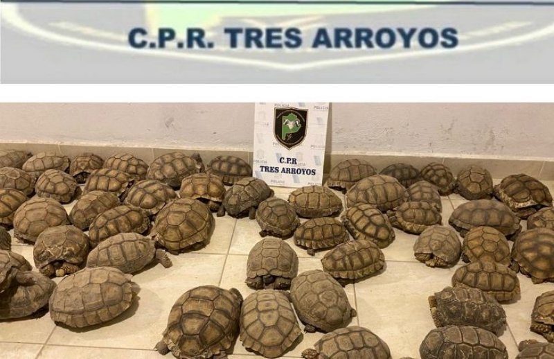 tortuga de tierra en tres arroyos
