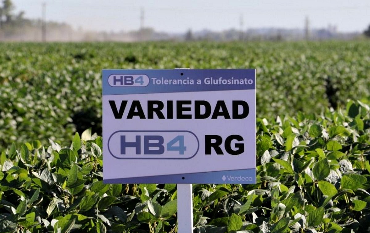 China soja hb4