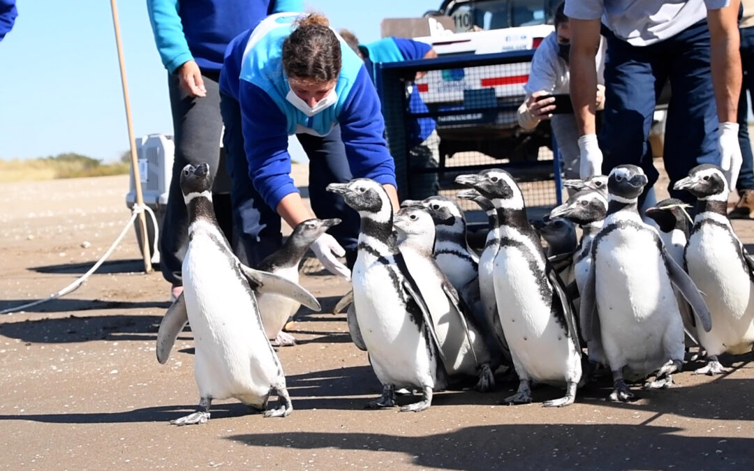18 pingüinos hallados en estado de desnutrición regresaron al mar luego de ser rehabilitados por la Fundación Mundo Marino