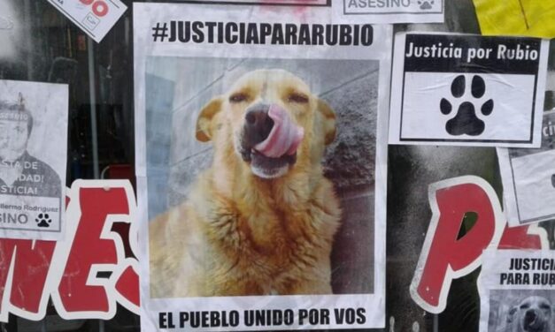 El asesino del perro “Rubio” en Mar del Tuyú fue sentenciado a un año y medio de prisión y le decomisarán la camioneta