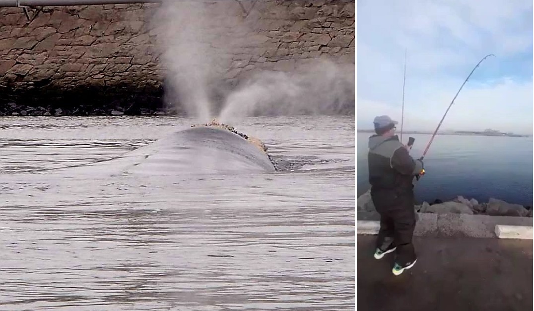 Videos: pescadores engancharon dos ballenas en Mar del Plata y Necochea