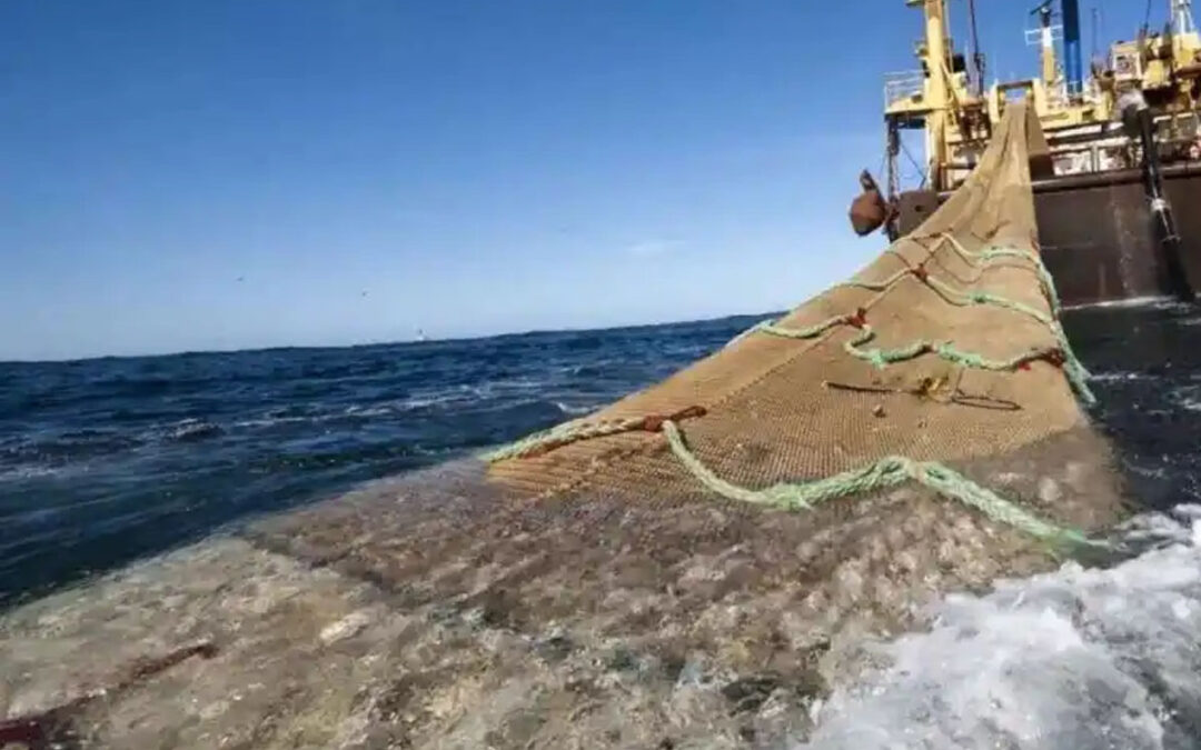 La Justicia ratificó  el fallo que prohíbe la pesca de arrastre frente a la costa bonaerense