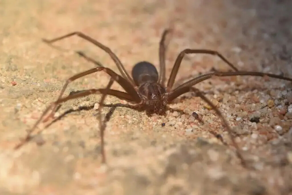 Araña de rincón: qué es y cómo reconocerla