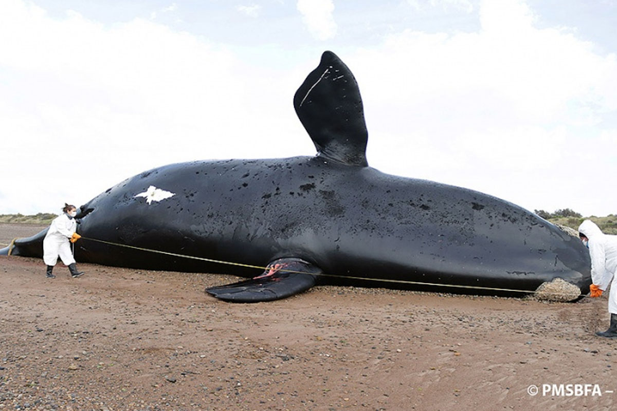 ballenas muertas
