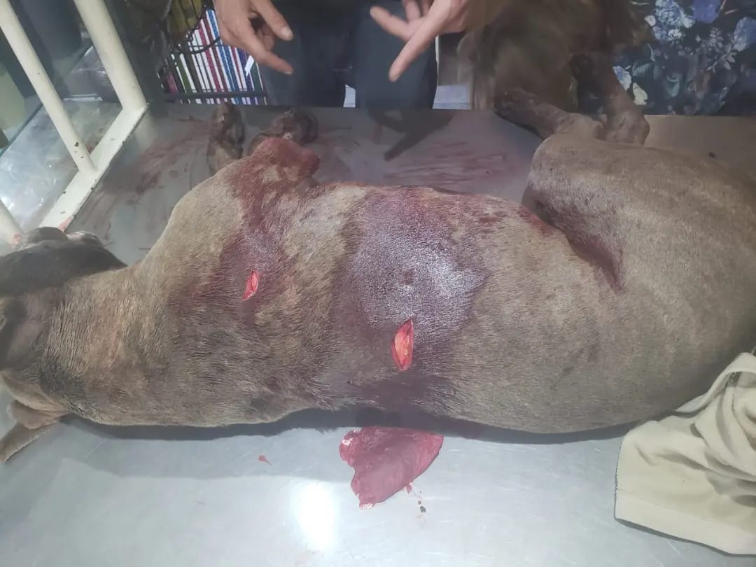 asesinato a puñaladas de una perra en Olavarría