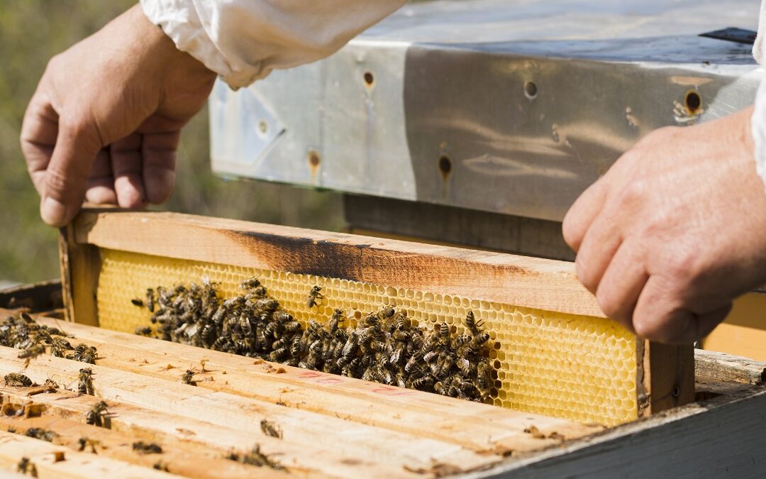 La Provincia lanzó el programa “Mi Primera Colmena” para quienes quieran iniciarse en la apicultura