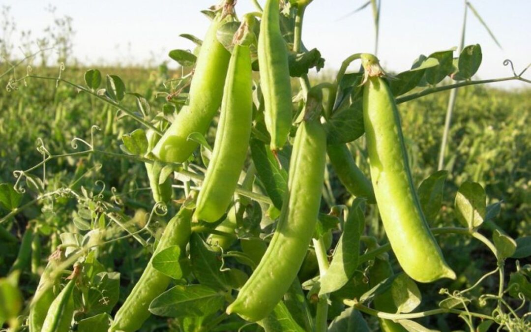 Productores de Pergamino aseguran que la cosecha de arvejas “será cercana a cero” y que “faltarán semillas”