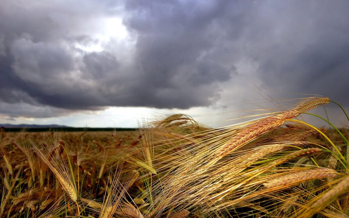 lluvias trigo