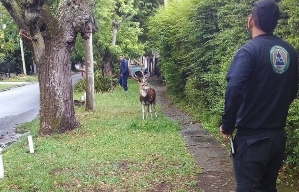 No pueden atrapar al ciervo: el Axis evade los operativos y sigue corriendo por las calles de La Plata