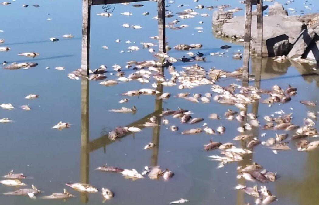 La laguna de Lobos tiene alerta roja por cianobacterias y se registra muerte masiva de peces