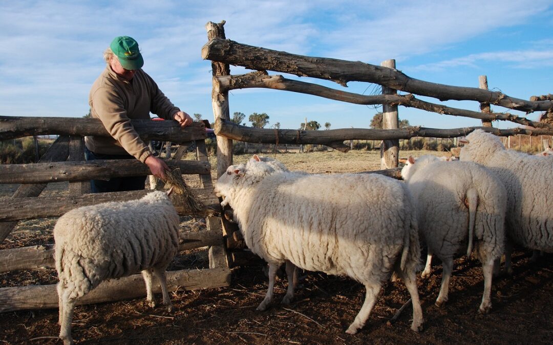 Patagones fue incorporado al “Programa Lanar” para fomentar la producción ovina como en la Patagonia