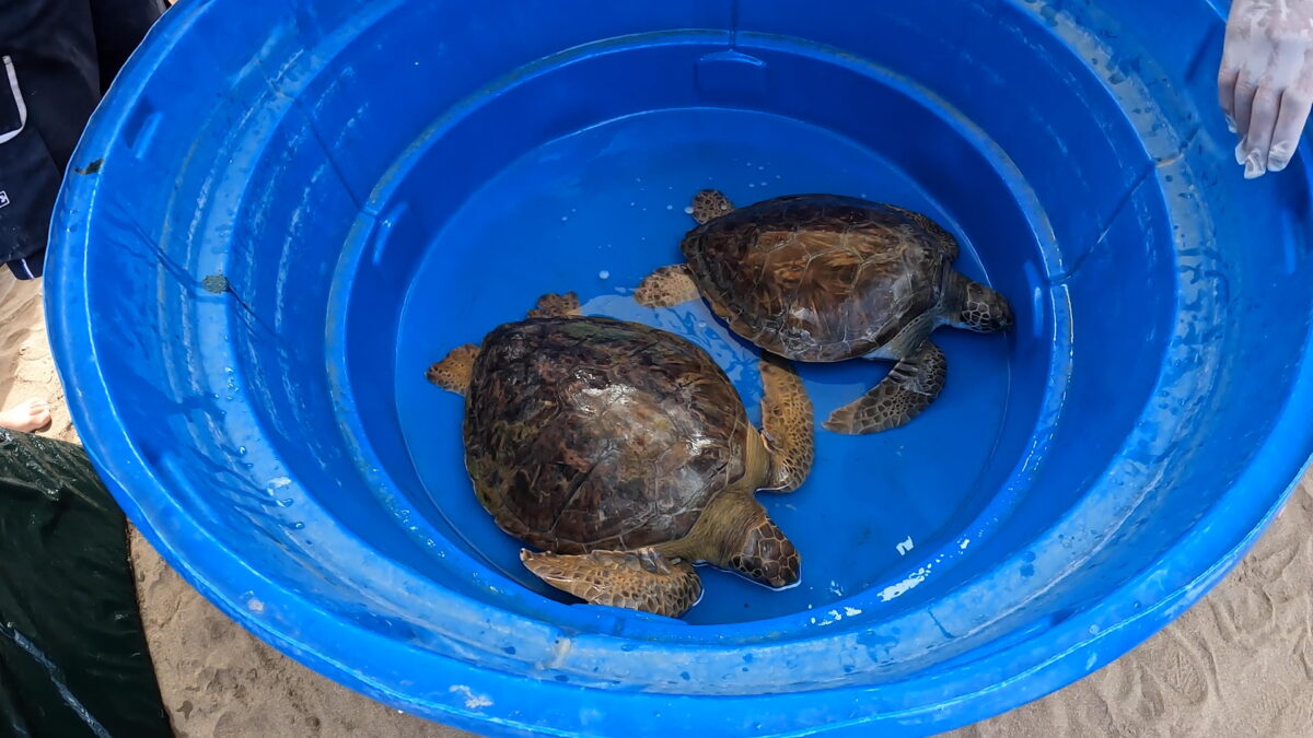 tortugas rescatadas