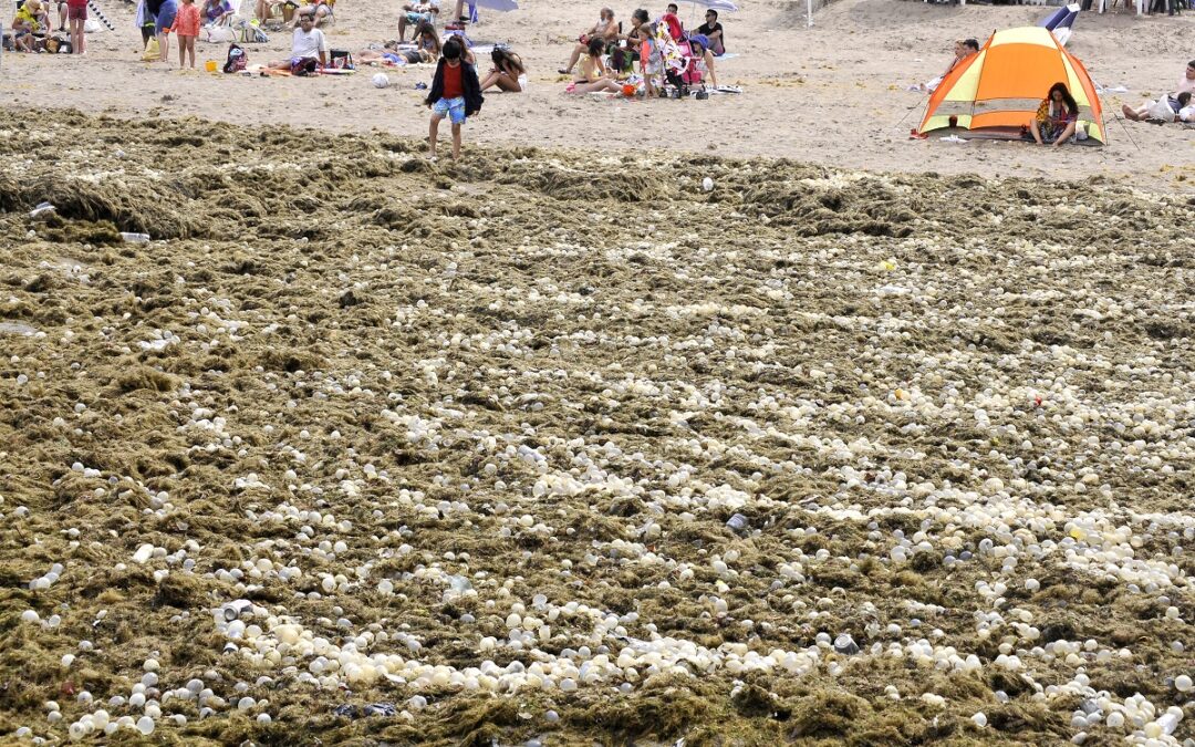 Por un “arribazón”, las playas céntricas Mar del Plata fueron invadidas por algas y ovicápsulas