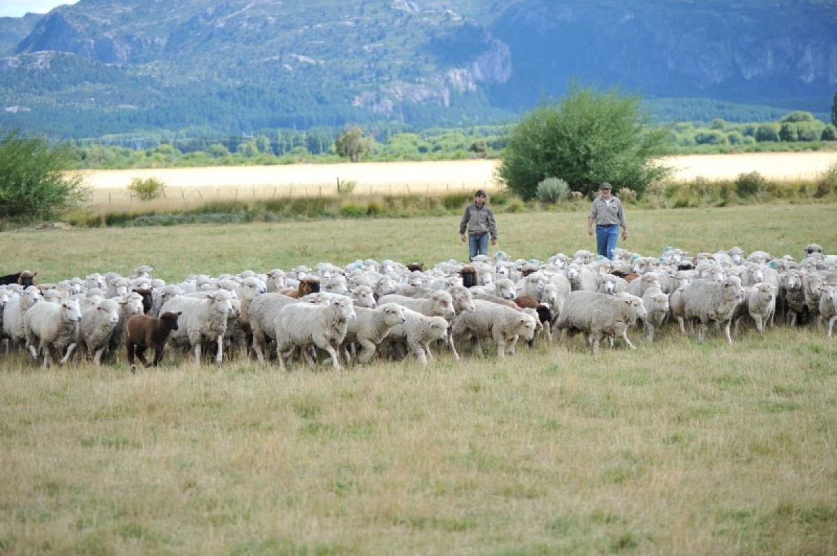 Producción ovina