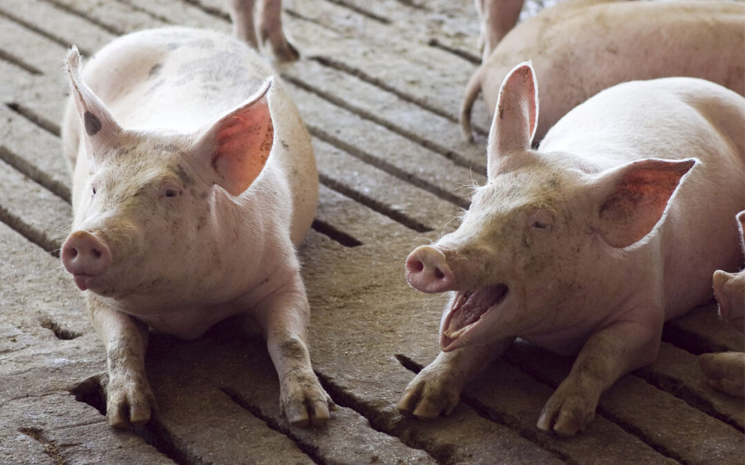 Detectaron un caso de Triquinosis en Tandil y decomisan 90 kilos de carne de cerdo