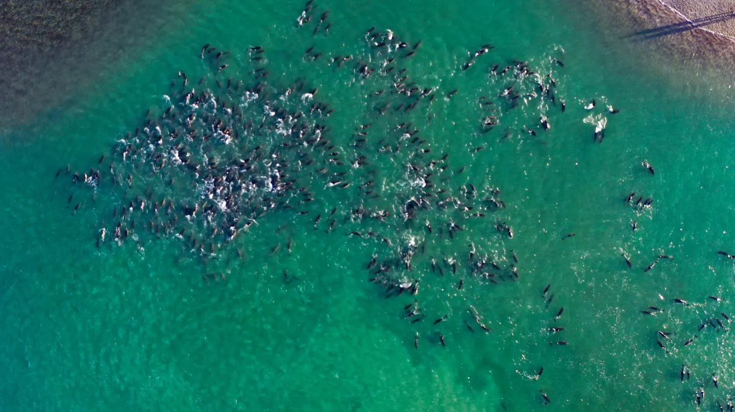 rescate delfines varados
