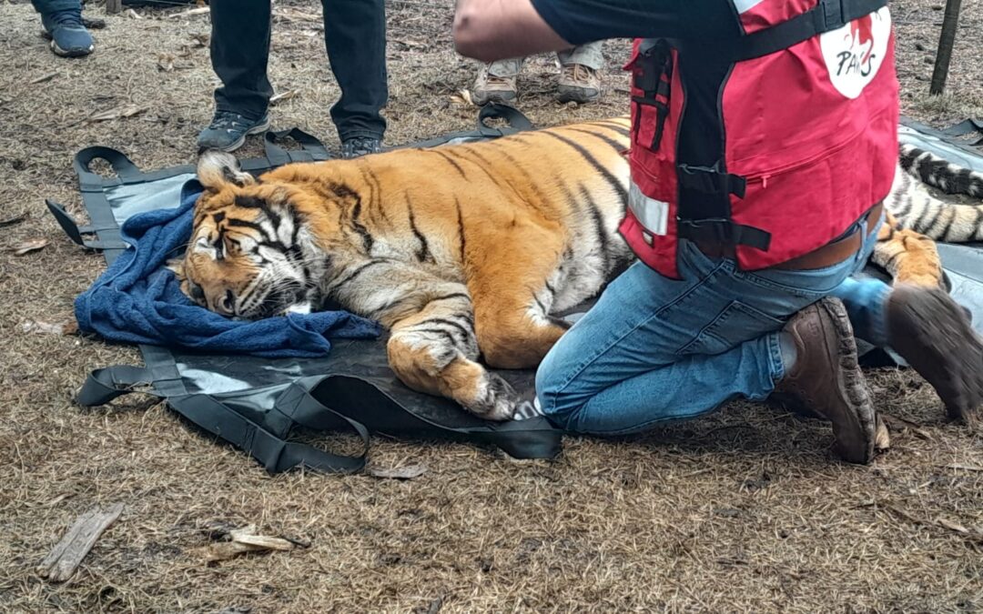 La Policía Federal rescató dos tigres de bengala en Balcarce