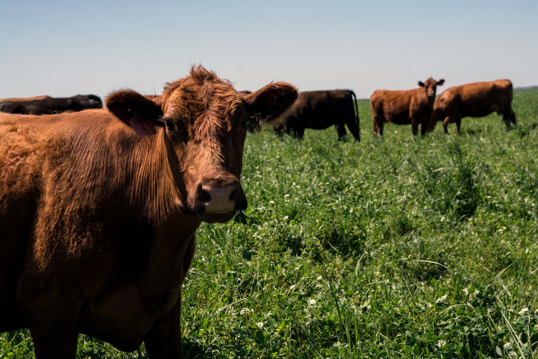 remate ganadero agroecológico