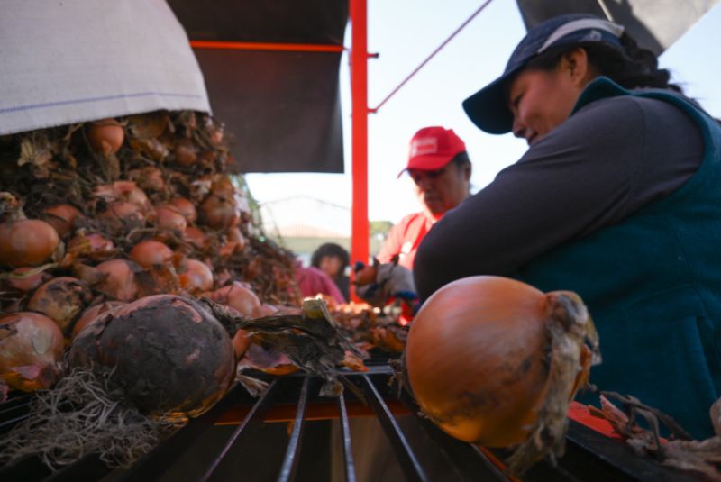 cosecha cebolla